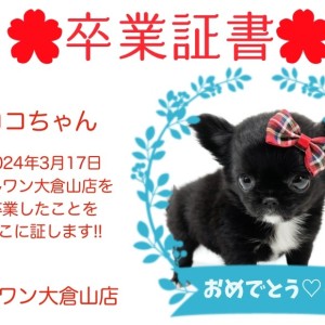 【 卒業証書 】ココちゃん卒業おめでとう!スタッフママより愛を込めて!