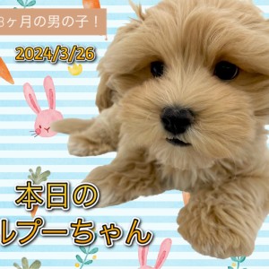 【 MIX 】本日のマルプーちゃん!生後3ヶ月の男の子!