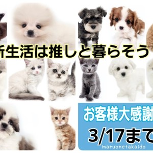 【 大感謝祭 】お客様大感謝祭は3/17まで!高井戸店のわんにゃんをご紹介!