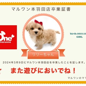 【 卒業記念 】リリーちゃん卒業おめでとう!今までの感謝を込めて〜卒業ブログ〜