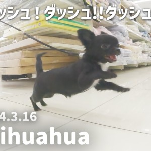【 チワワ成長ログ 】ダッシュ!ダッシュ!!パワフルちーちゃん!