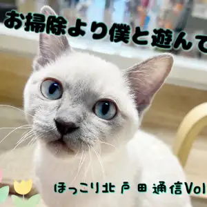 【 ほっこり北戸田通信Vol.32 】猫砂回収班 VS 構ってほしいトンちゃん