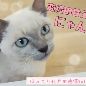 【 ほっこり北戸田通信Vol.12 】へそ天上手なレアニャンコ