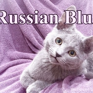 【 ロシアンブルー 】クールで紳士的!生後5か月のボイスレスキャット!