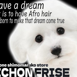 【 ビションフリーゼ 】社交性抜群!将来有望の天真爛漫なアイドル爆誕!