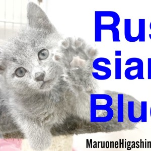 ロシアンブルー 行かないで、おかしゃん😢😢 ・ ・ #ロシアンブルー#russianblue