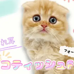 サマーシリーズ、被るだけマリンカラー(ピンクストライプ)わんちゃん猫ちゃん用 猫ちゃん用首輪 ☆ 和花柄 和風 安全バックルタイプ セーフティ
