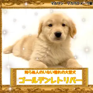 ゴールデンレトリーバー 】いつか飼いたい夢の大型犬ゴルちゃん