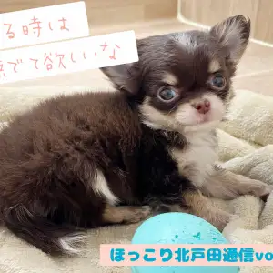 【 ほっこり北戸田通信Vol.19 】撫でられると安心しちゃうチワワちゃん!