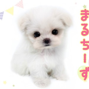 【 マルチーズ 】毛が抜けにくい純白の天使!お顔も性格も可愛いアイドルワンコ!
