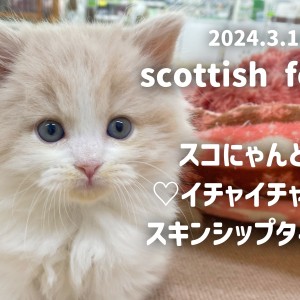 【 スコティッシュフォールド成長ログ 】スコにゃんとスキンシップタイム!