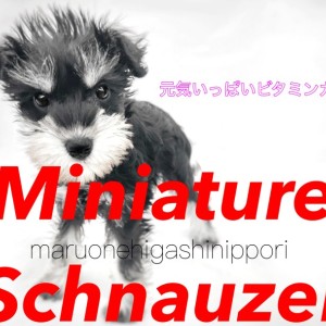 【 ミニチュアシュナウザー 】美しい正方形のシルエットと自慢の