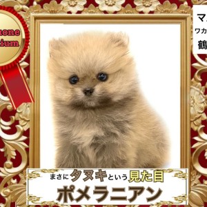 ポメラニアン 】100点満点の見た目！見事なたぬきポメちゃん