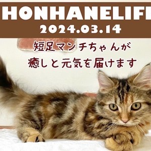 マンチカン成長ログ 】短足マンチちゃんが今日も癒しと元気をお