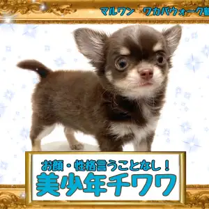 【 チワワ 】お顔・性格100点満点の美少年チワワちゃん