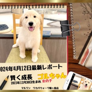 創刊号‼️〜No.48‼️抜け無し‼️レトリーバー/RETRIEVER/ワン ちゃん 創刊号‼️〜No.48‼️抜け無し‼️レトリーバー/RETRIEVER/ワン