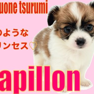 パピヨン 】お耳が蝶のような優雅さをもつプリンセス！！ | マルワンBLOG | ペットショップ マルワン 小さめ子犬 美形な子猫 初心者安心のサポート