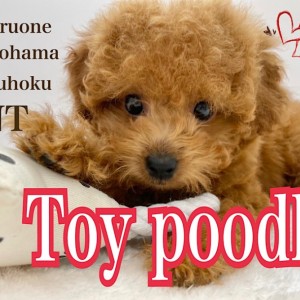 トコタン。トイプーレッドちゃん♡手のひらサイズ トイプードル 】生後58日で390g！！手のひらタイニープードル