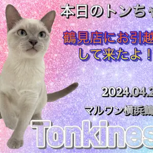 【 トンキニーズ 】本日のトンちゃん!鶴見店にお引越ししてきたよ!