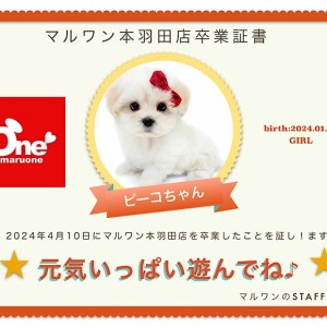 【 卒業記念 】ピーコちゃん卒業おめでとう!今までの感謝を込めて〜卒業ブログ〜