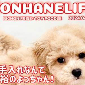 【 ビションプー成長ログ 】お手入れの後はゴロゴロするのがオ・ス・キ!