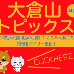 【 OKURAYAMA トピックス 4月版】マルワン大倉山店の4月の情報配信を確認!
