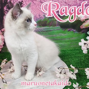 【 ラグドール 】麗しの美少年!フレンドリーさ抜群!多頭飼いでも安心です!