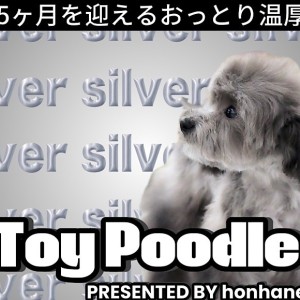 【 トイプードル 】美しいシルバーカラーに変化を遂げた生後5ヶ月の温厚BOY!