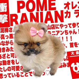 【 ポメラニアン 】たぬき度横浜ナンバーワンのオレンジポメがやってきた!