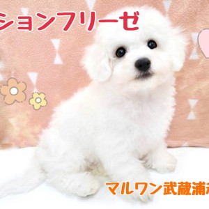 【 ビションフリーゼ 】半端ないぬいぐるみ感!大きな瞳の甘えん坊さん登場!