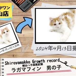 【 ラガマフィン 】城山っ子成長報告!2024年4月13日
