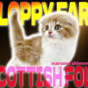 スコティッシュフォールド 】丸顔と垂れ耳の癒し系は心をホッと