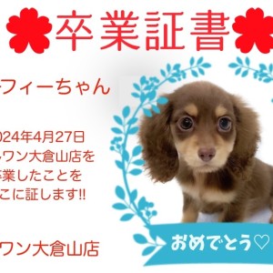 【 卒業証書 】マーフィーちゃん卒業おめでとう!!スタッフママより愛を込めて!