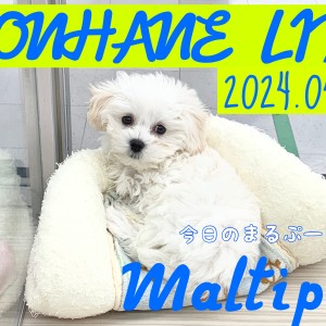 【マルプー成長ログ】マルプーちゃんが見てる!