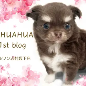 チワワ 】深海の様に深いブルーの瞳を持つムチコロボデイのチッチくん 