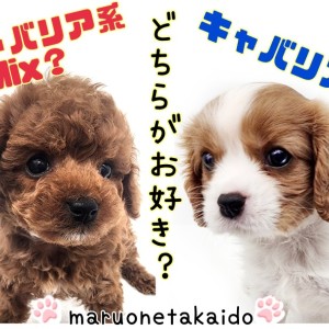 犬種大検証 】キャバリアmix犬と純血キャバリアの特徴を比べて