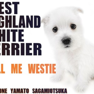 【 ウェストハイランドホワイトテリア 】純白の被毛のテリア種!通称ウェスティ!