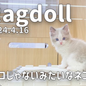 【 ラグドール成長ログ 】ネコじゃないみたいなネコのラグちゃん!