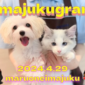【 イマジュクグラム 】今宿VIPルームで過ごすMIXマルプー&ラグドール!