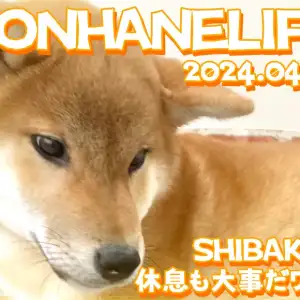 【 柴犬成長ログ 】トレーニング後は休息も大事だワン!