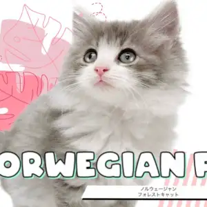 【 ノルウェージャンフォレストキャット 】超絶美猫!希少なブルー系カラー!