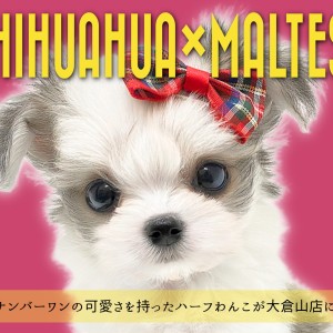 【 チワマル 】横浜ナンバーワンの可愛さを誇るハーフわんこが大倉山に現る!
