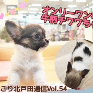 わんわんちゃん様 ほっこり北通Vol.54 】オンリーワンな牛柄チワワちゃんの登場