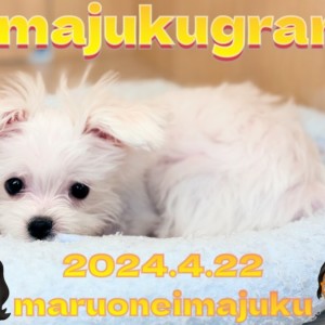 【 イマジュクグラム 】生後4ヶ月のおっとりマルチーズちゃまは愛嬌たっぷり！