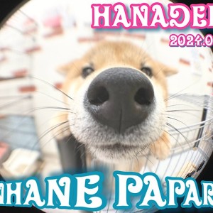 【 4/28ホンハネパパラッチ 】本日の司令!鼻デカショットを激写せよ!