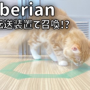 【 サイベリアン成長ログ 】猫転送装置でサイちゃん召喚?!