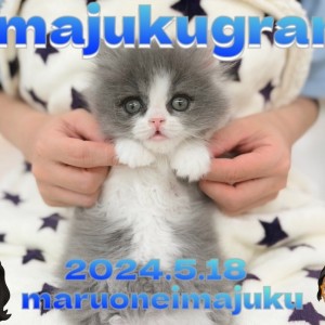 【 イマジュクグラム 】ブルー&ホワイトの癒し系ラガマフィン!お手入れに密着!