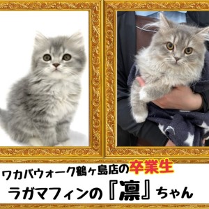 【 今日の鶴ヶ島店 】卒業生ラガマフィンの凛ちゃん来店