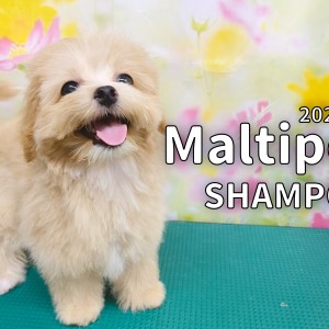 【 マルプー成長ログ 】マルプーシャンプーですっきりさっぱり!!