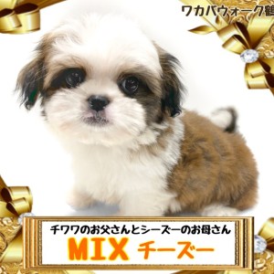 MIX 】お父さんがチワワお母さんがシーズーのMIXチーズーちゃん | マルワンBLOG | ペットショップ マルワン 小さめ子犬 美形な子猫  初心者安心のサポート